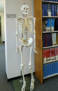 Cyril in the John Spalding Library