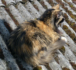My "abstract" cat, according to Flickr