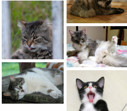 CC Image search Norwegian Forest Cat in tags